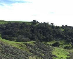 Trees and hillside