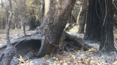 Charred trees